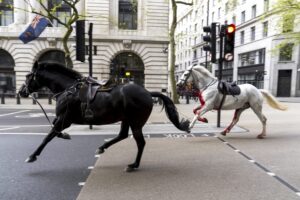 Des chevaux militaires en liberté dans Londres