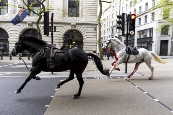 Des chevaux militaires en liberté dans Londres